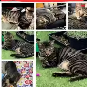 lost male cat polo