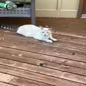 lost male cat pickles