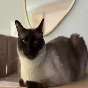 lost male cat unknown