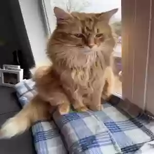 lost male cat juno