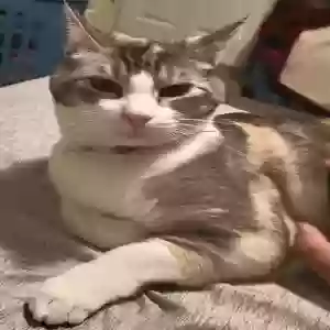 lost female cat meow meows