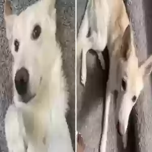 lost female dog safari