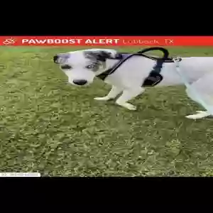lost female dog clover