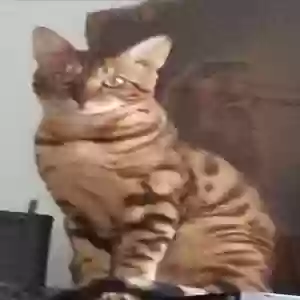 lost male cat simba