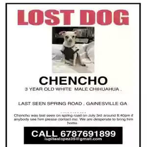 lost male dog chencho