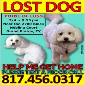 lost female dog penny
