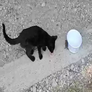 found unknown cat unknown