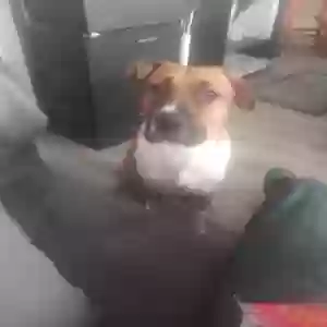 lost male dog unknown
