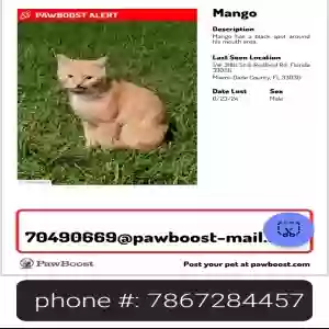 lost male cat mango