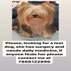 lost female dog keisy