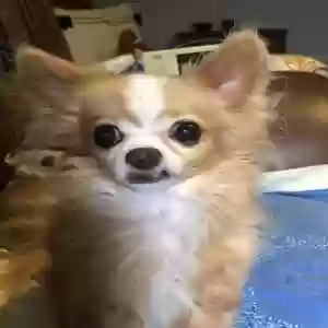 lost male dog spencer