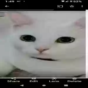 lost female cat buckwheat