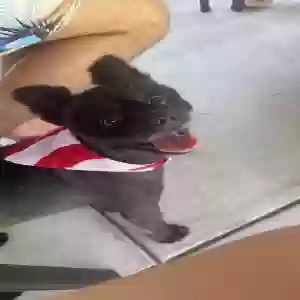 lost male dog albanese