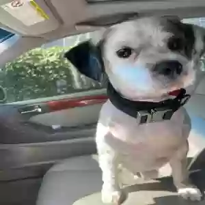 lost male dog marty jack