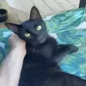 lost female cat beatrix