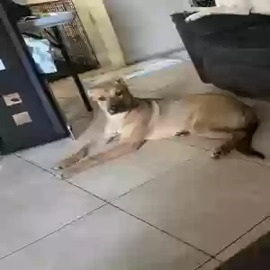 lost female dog luna