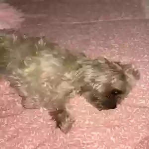 lost male dog max