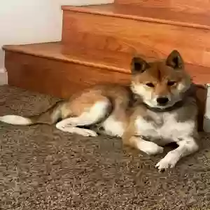 lost male dog ezekiel