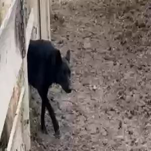 lost female dog jigs
