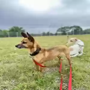 lost male dog jax