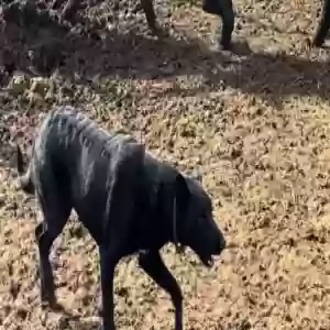 lost female dog jigs