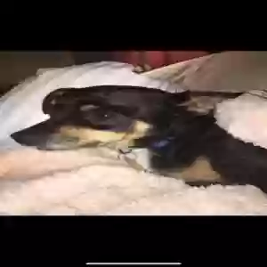 lost male dog leo pawlak