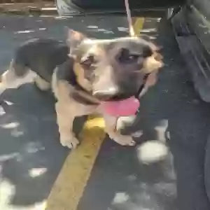 found male dog unknown