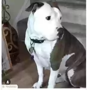 found female dog nova