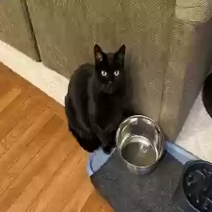 lost male cat pepper