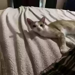lost male cat merlin