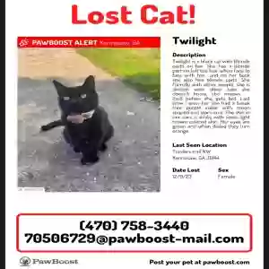 lost female cat twilight