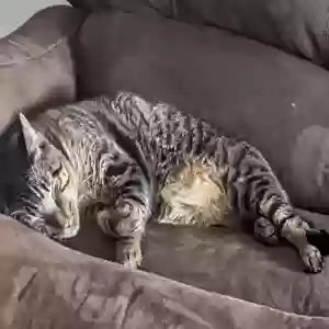 lost male cat jax
