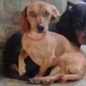 lost female dog nala