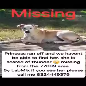 lost female dog princess
