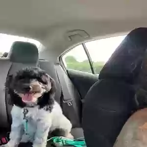 lost male dog unknown