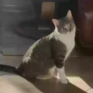 lost male cat joe