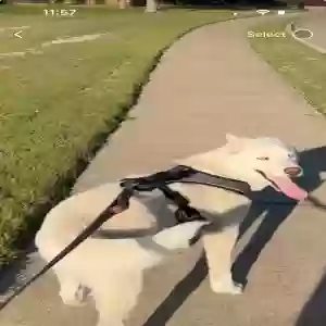 lost male dog ghost
