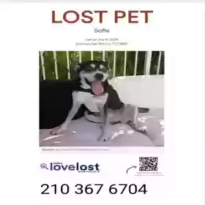 lost female dog sofia