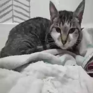 found male cat unknown