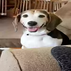 lost female dog darla