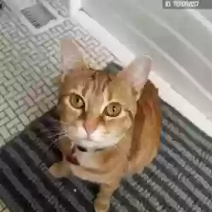 lost female cat cat