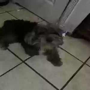 lost male dog mickie