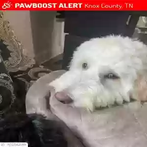 lost female dog ollie