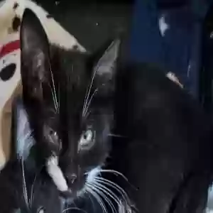 lost male cat ernie