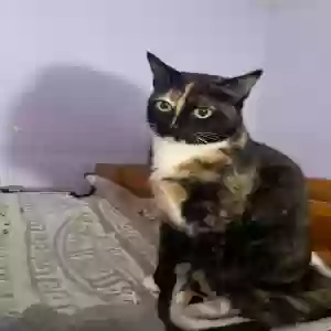 lost female cat samich