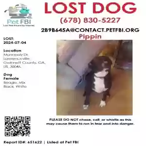 lost female dog pippin