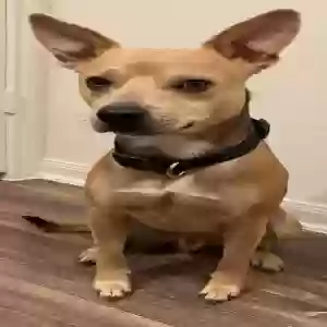 lost male dog tek