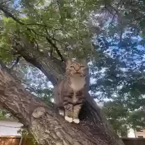 lost female cat kira