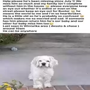 lost male dog buster