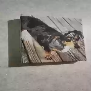 lost female dog patches